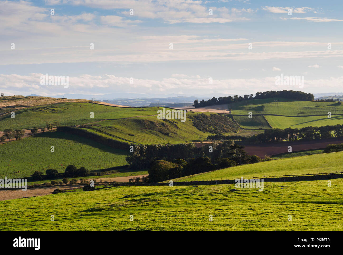 Terra di pascolo nei pressi di Hume in Scottish Borders Foto Stock