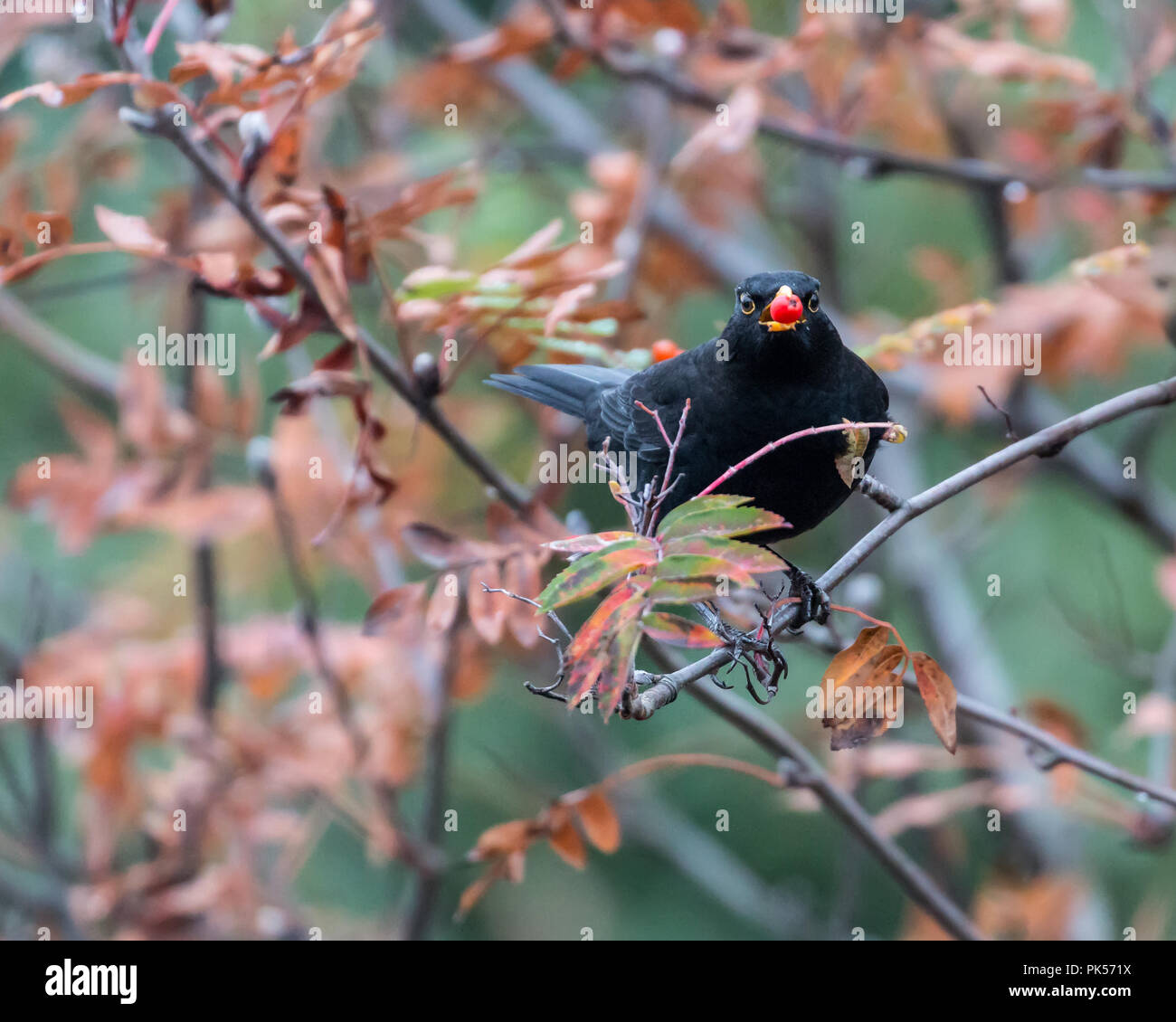 Maschio adulto blackbird appollaiato su un albero con una bacca rossa nel suo becco Foto Stock