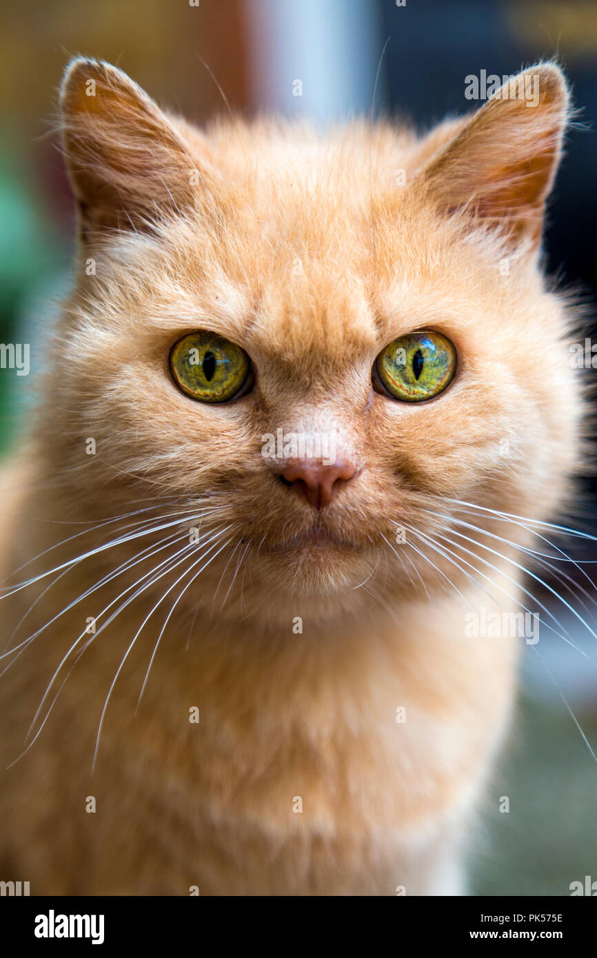 Close-up di una sorpresa lo zenzero gatto con gli occhi verdi Foto Stock