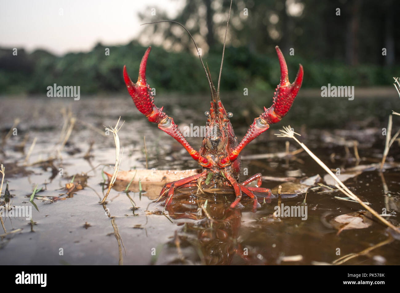 Red swamp aragosta vicino al fiume Guadiana, Badajoz, Spagna. Gamberi della specie con atteggiamento minaccioso Foto Stock