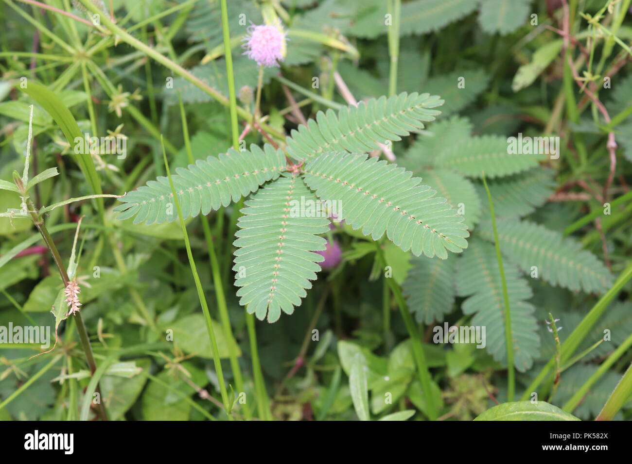 Mimosa Alberi ‍with fiore e foglie verdi.Awesome e Bello Guardando in Sunny Day.The Stranamente Bizarre Mimosa albero. Foto Stock