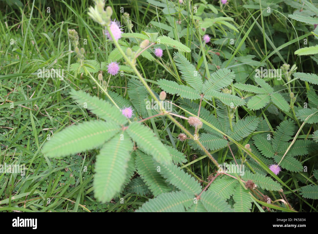 Mimosa Alberi ‍with fiore e foglie verdi.Awesome e Bello Guardando in Sunny Day.The Stranamente Bizarre Mimosa albero. Foto Stock