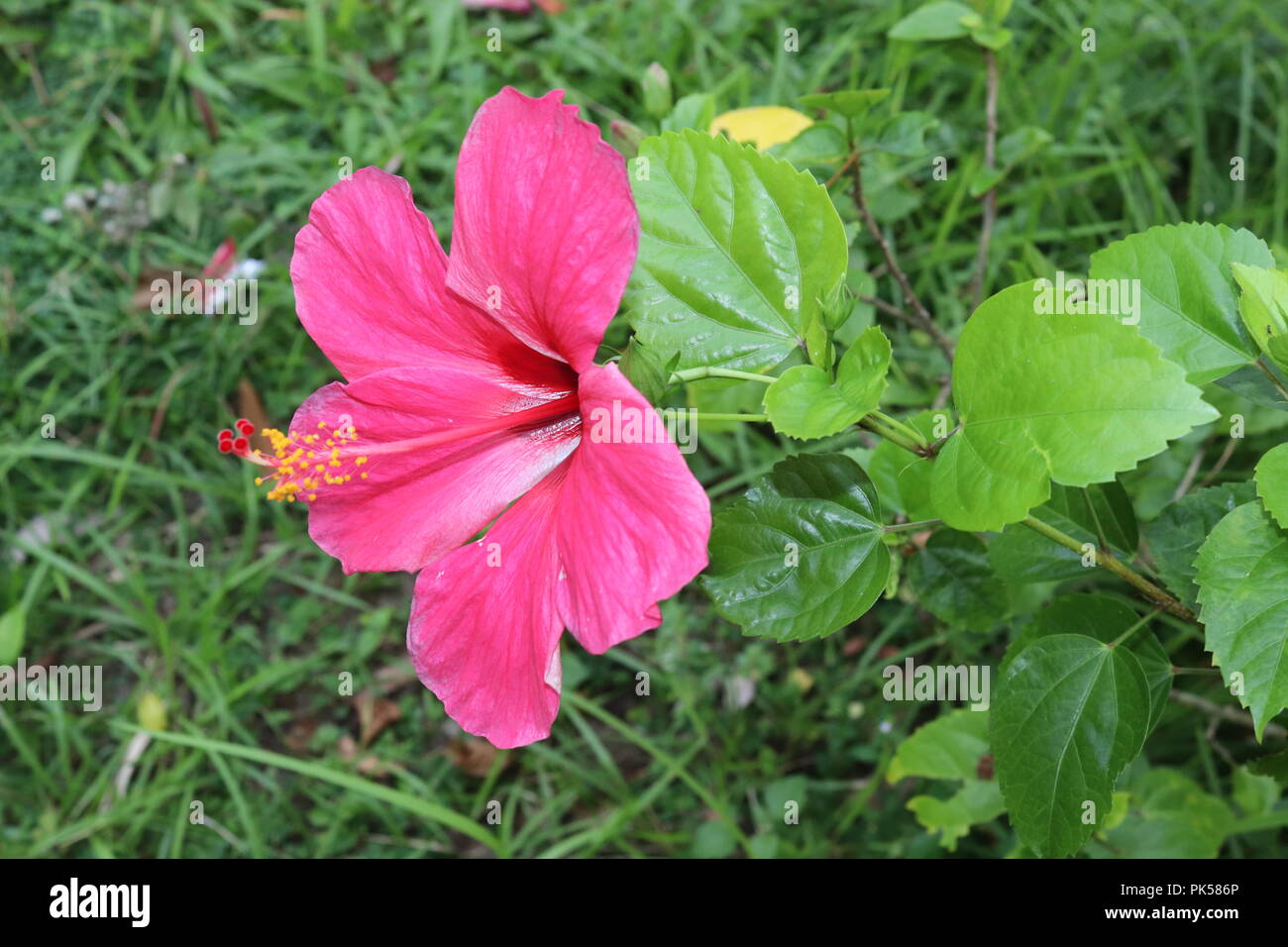 Cina rose fiori.Fiori Poopy. Rosa e Rosso dei fiori isolati su sfondo verde. Foto Stock