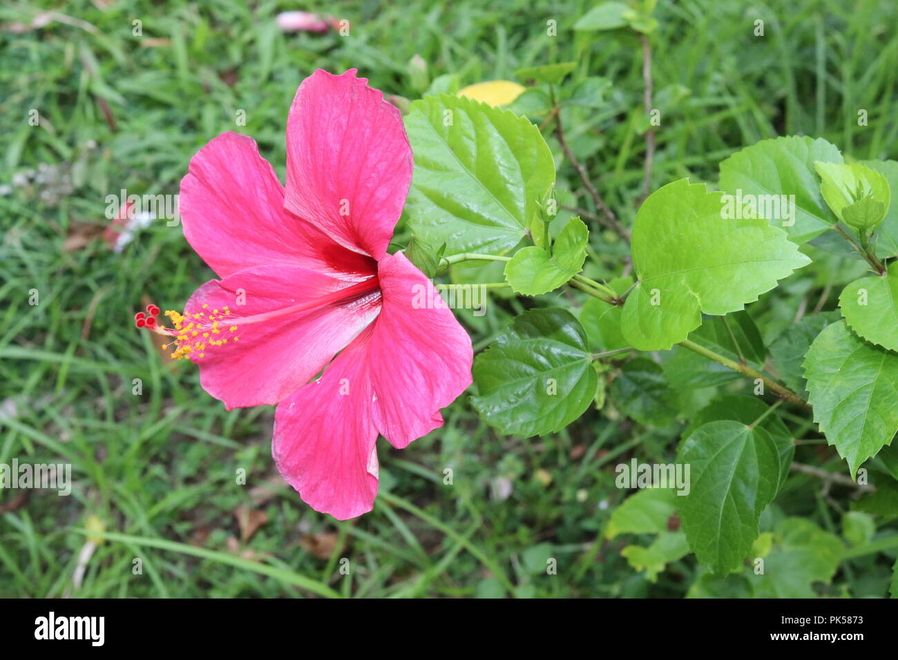 Cina rose fiori.Fiori Poopy. Rosa e Rosso dei fiori isolati su sfondo verde. Foto Stock