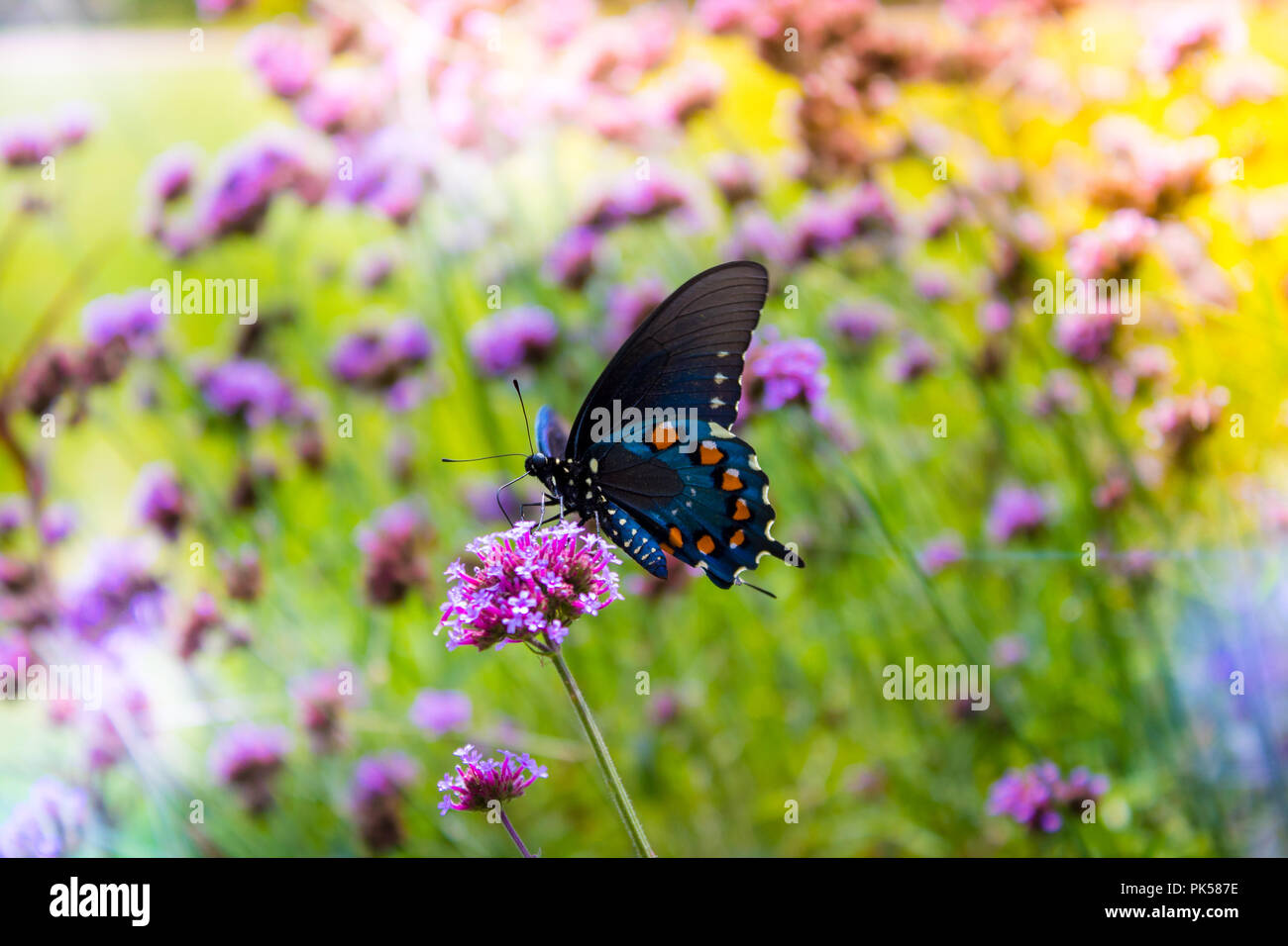 Farfalla in un giardino Foto Stock