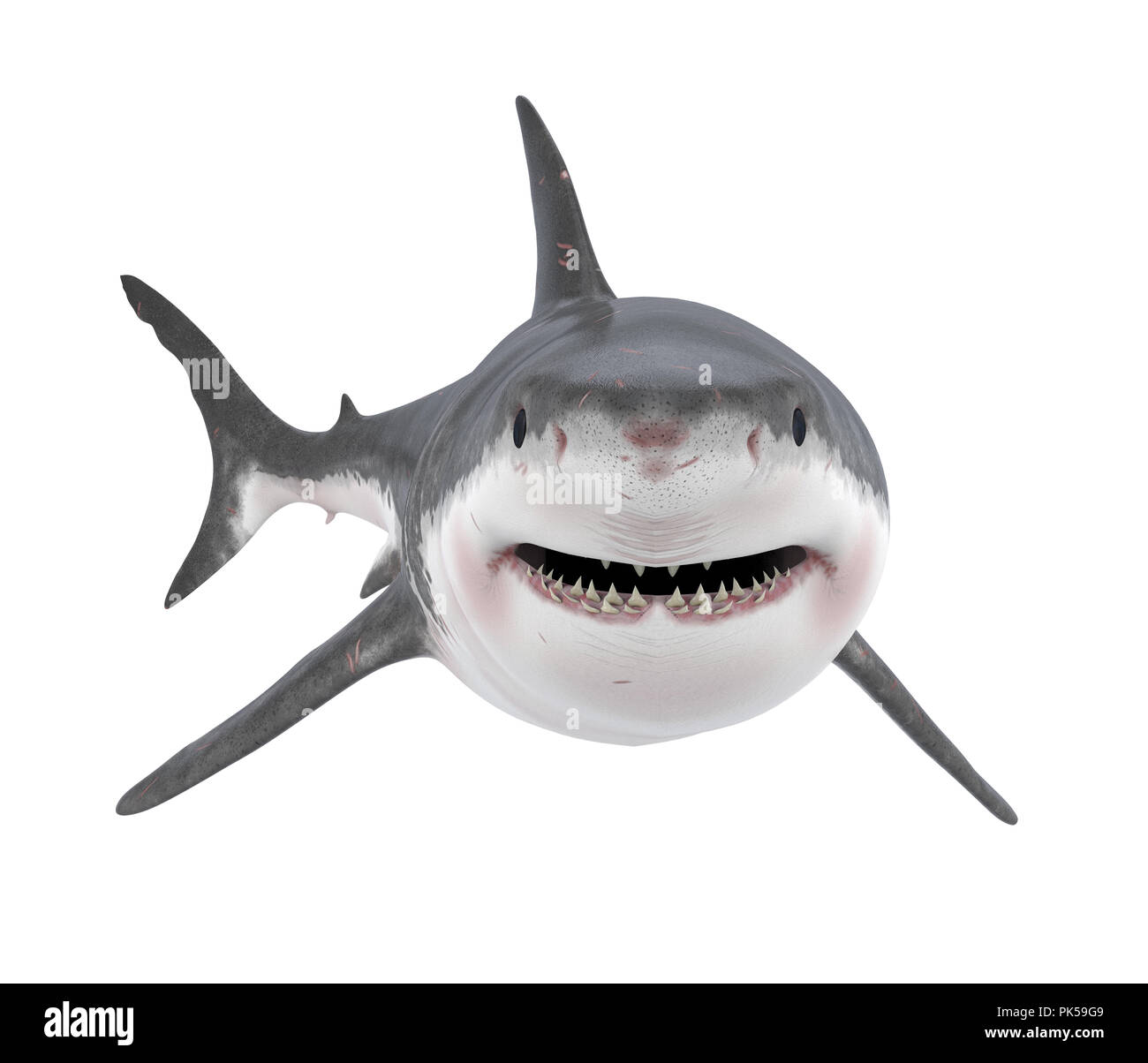 Il grande squalo bianco isolato Foto Stock