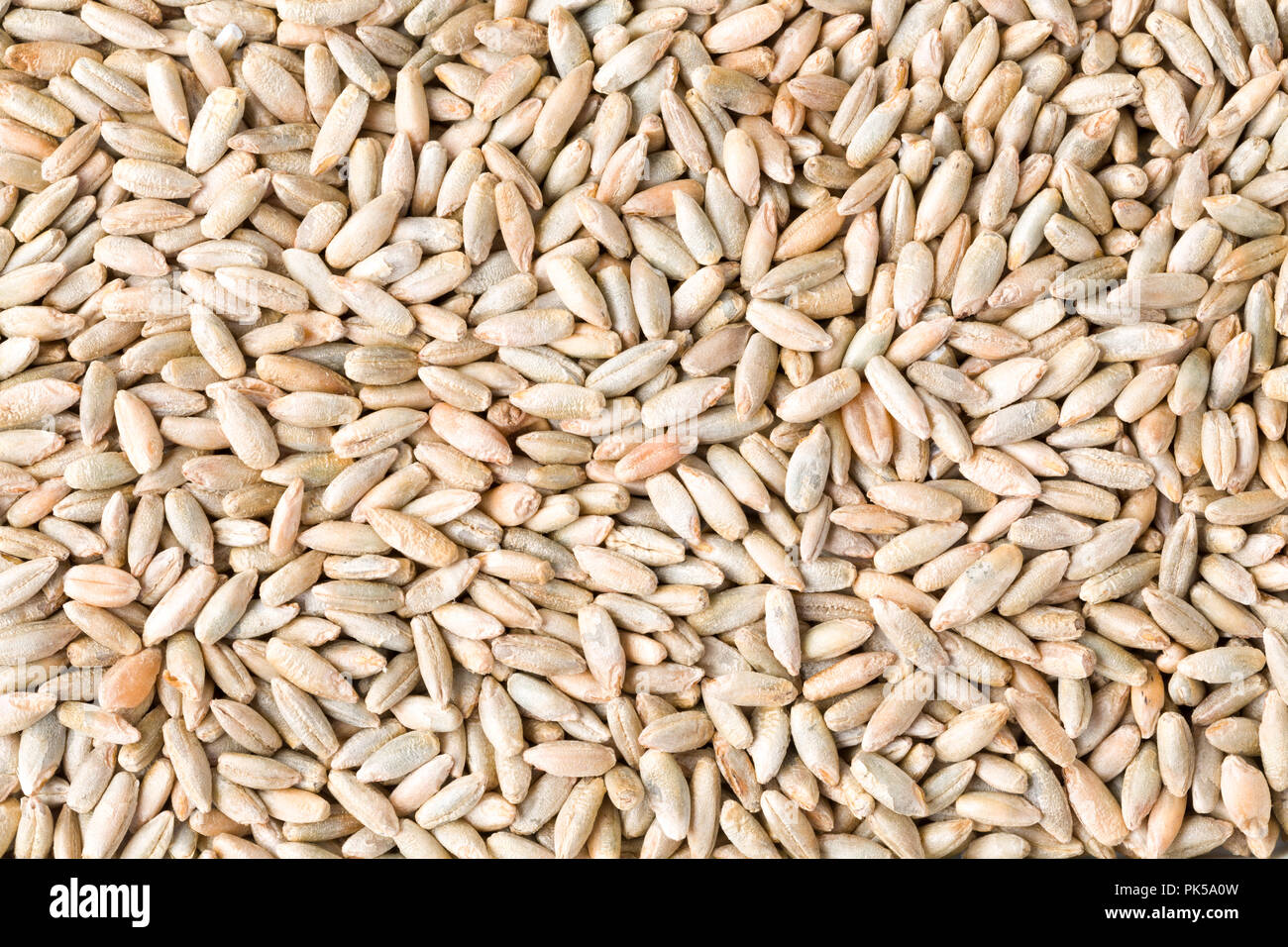La segala semi di grano close up del modello dello sfondo. Vista dall'alto. Studio Shot Foto Stock