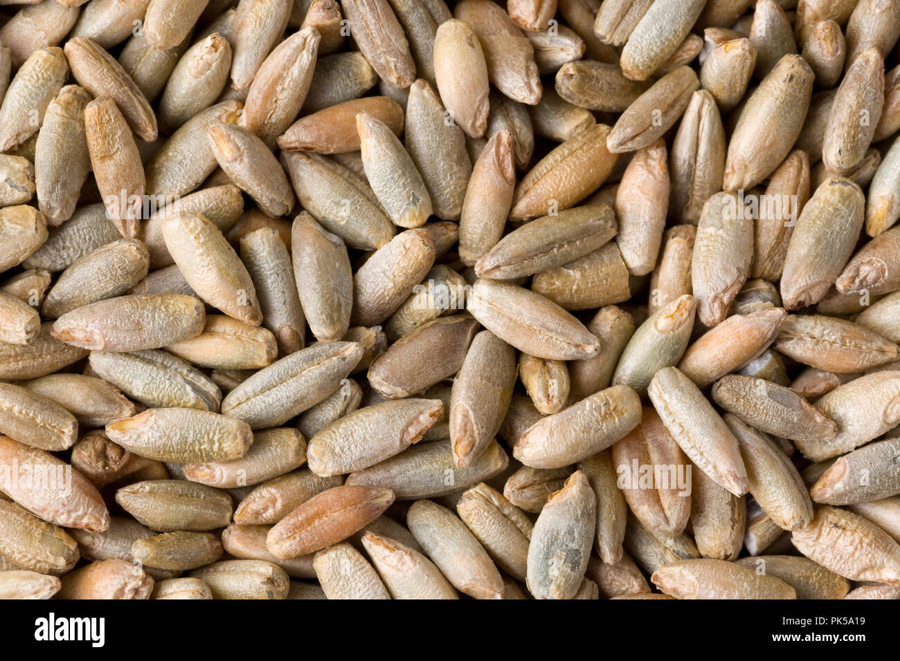 La segala semi di grano close up del modello dello sfondo. Vista dall'alto. Studio Shot Foto Stock