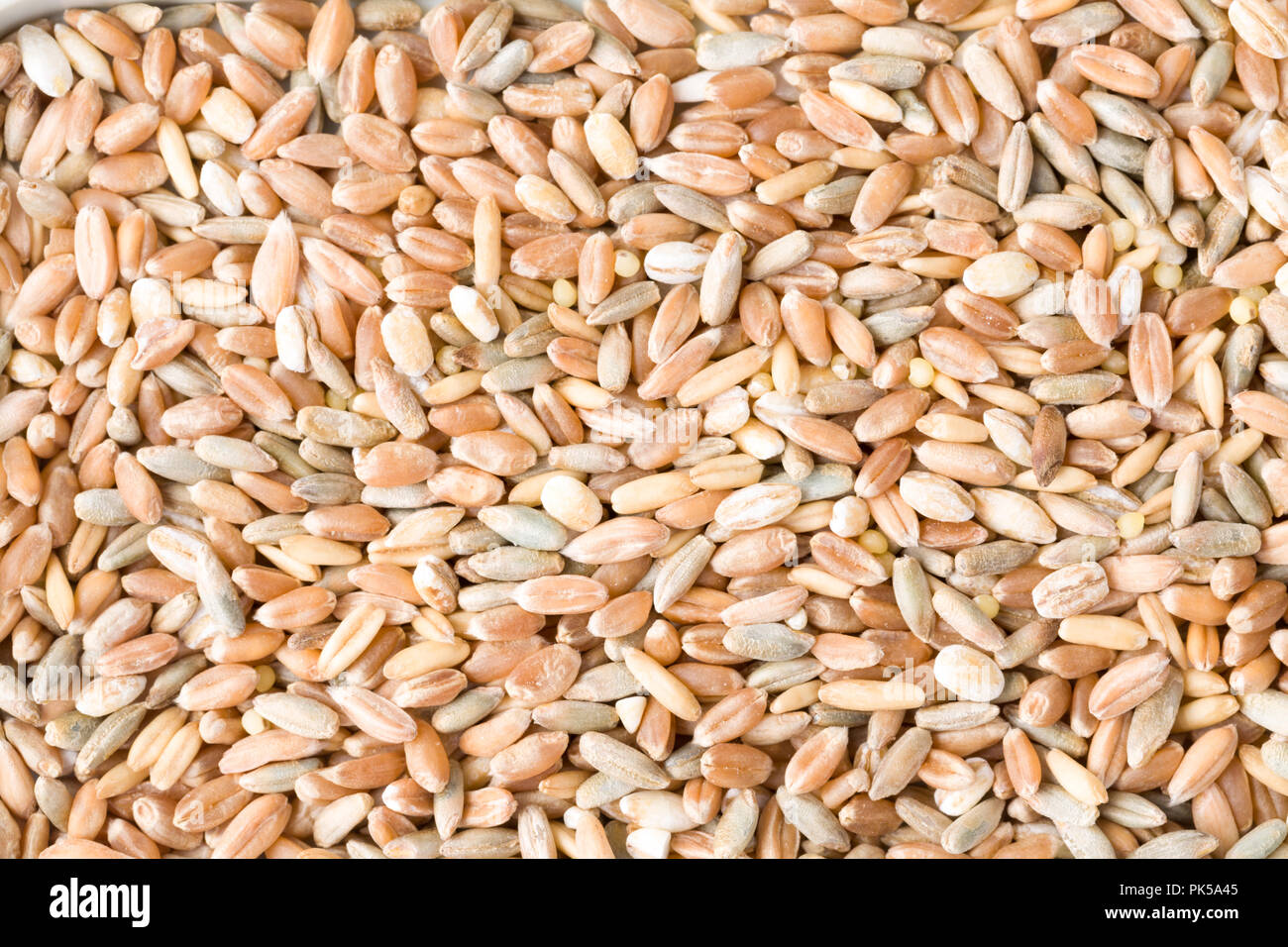 Di Frumento, segala, farro, orzo e grano di sorgo semi close up del modello dello sfondo. Vista dall'alto. Studio Shot Foto Stock