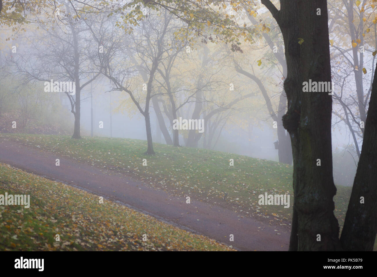 Parcheggio vuoto e alberi a nebbia di mattina di autunno Foto Stock