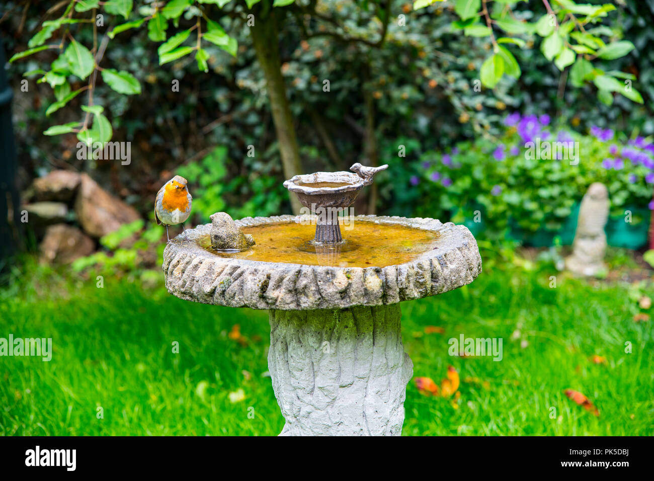 Robin su tavola degli uccelli Foto Stock