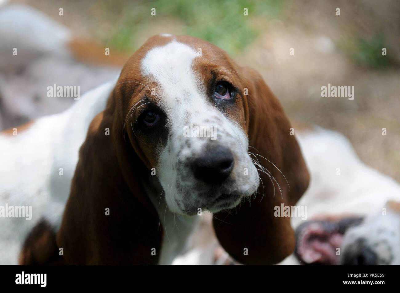 Basset Hound fissando alla fotocamera Foto Stock