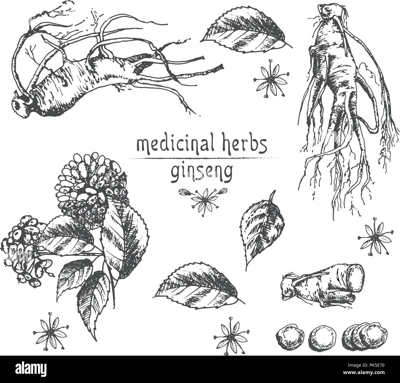 Botaniche realistiche schizzo di inchiostro di radice di ginseng, fiori e frutti di bosco isolato su bianco. floreali raccolta di erbe. La medicina cinese tradizionale impianto. Illustrazione Vettoriale