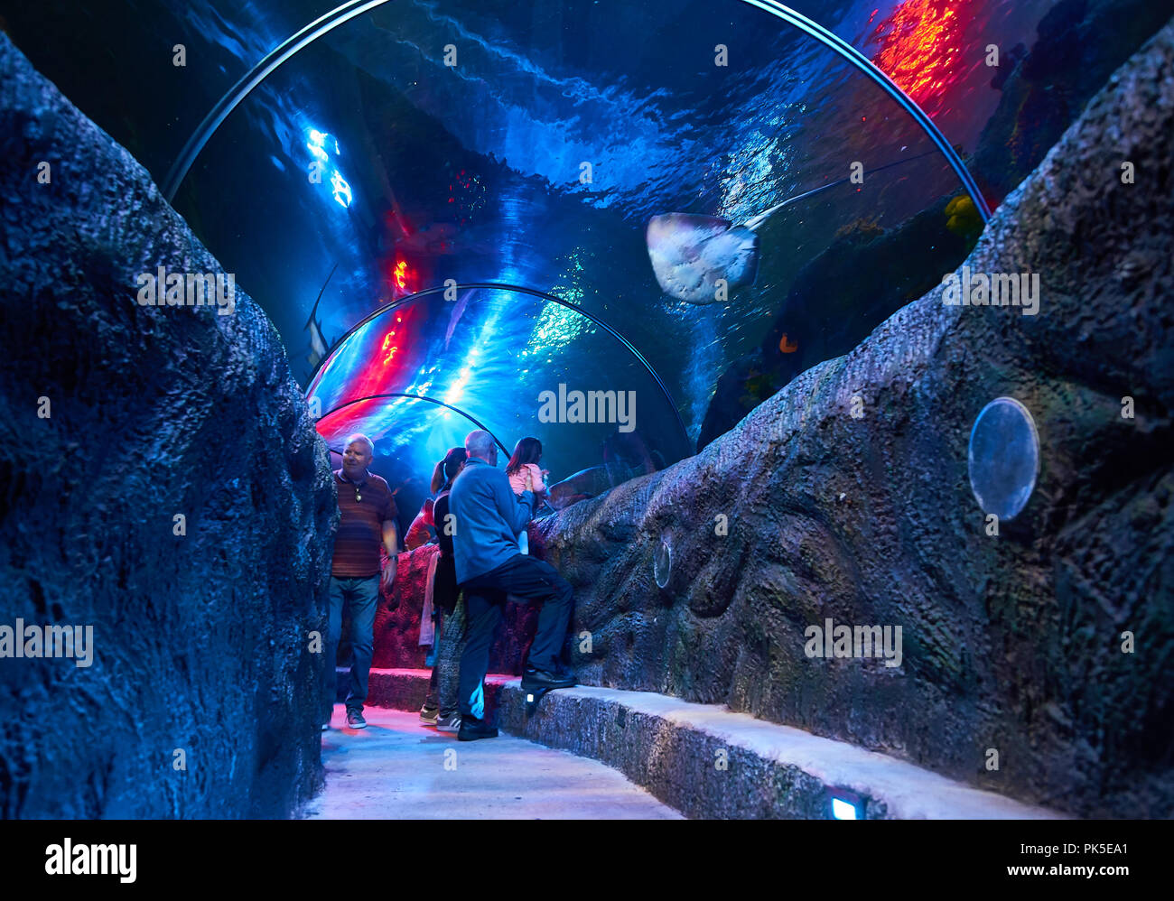 Ocean Tunnel - un sottomarino di attrazione turistica in Loch Lomond Sea Life Aquarium permette ai visitatori di ammirare le creature del mare vicino. Foto Stock