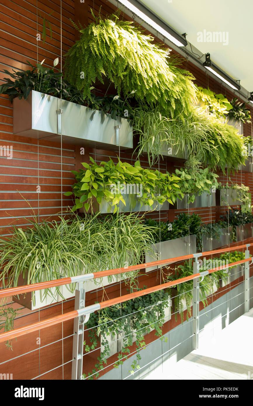 Muro vivente di piantatrici Foto Stock