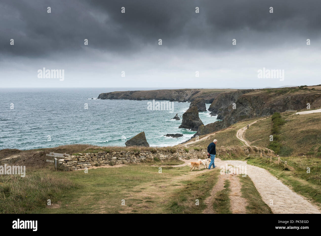 Un dog walker e i suoi cani a sud ovest il percorso costiero che si affaccia Bedruthan Steps in Cornovaglia. Foto Stock