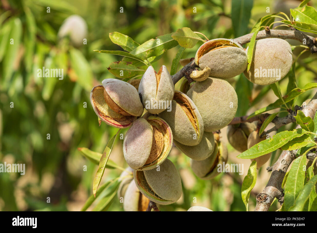 Prunus dulcis, mandorla con mandorle pronte per la raccolta, Andalusia Spagna Foto Stock