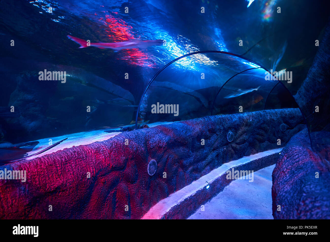 Ocean Tunnel - un sottomarino di attrazione turistica in Loch Lomond Sea Life Aquarium permette ai visitatori di ammirare le creature del mare vicino. Foto Stock
