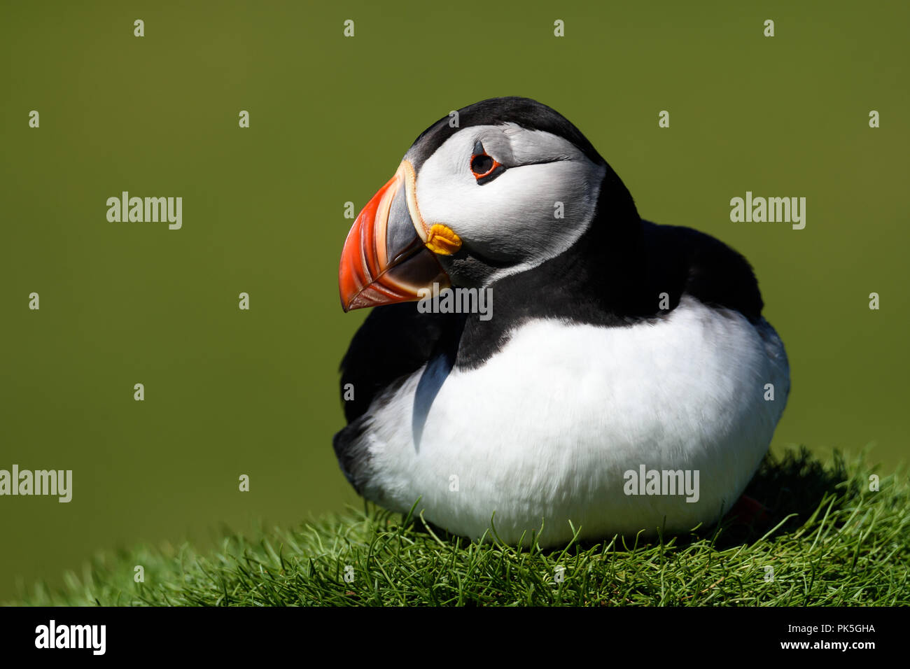 Puffin in appoggio sul ciuffo di erba Foto Stock