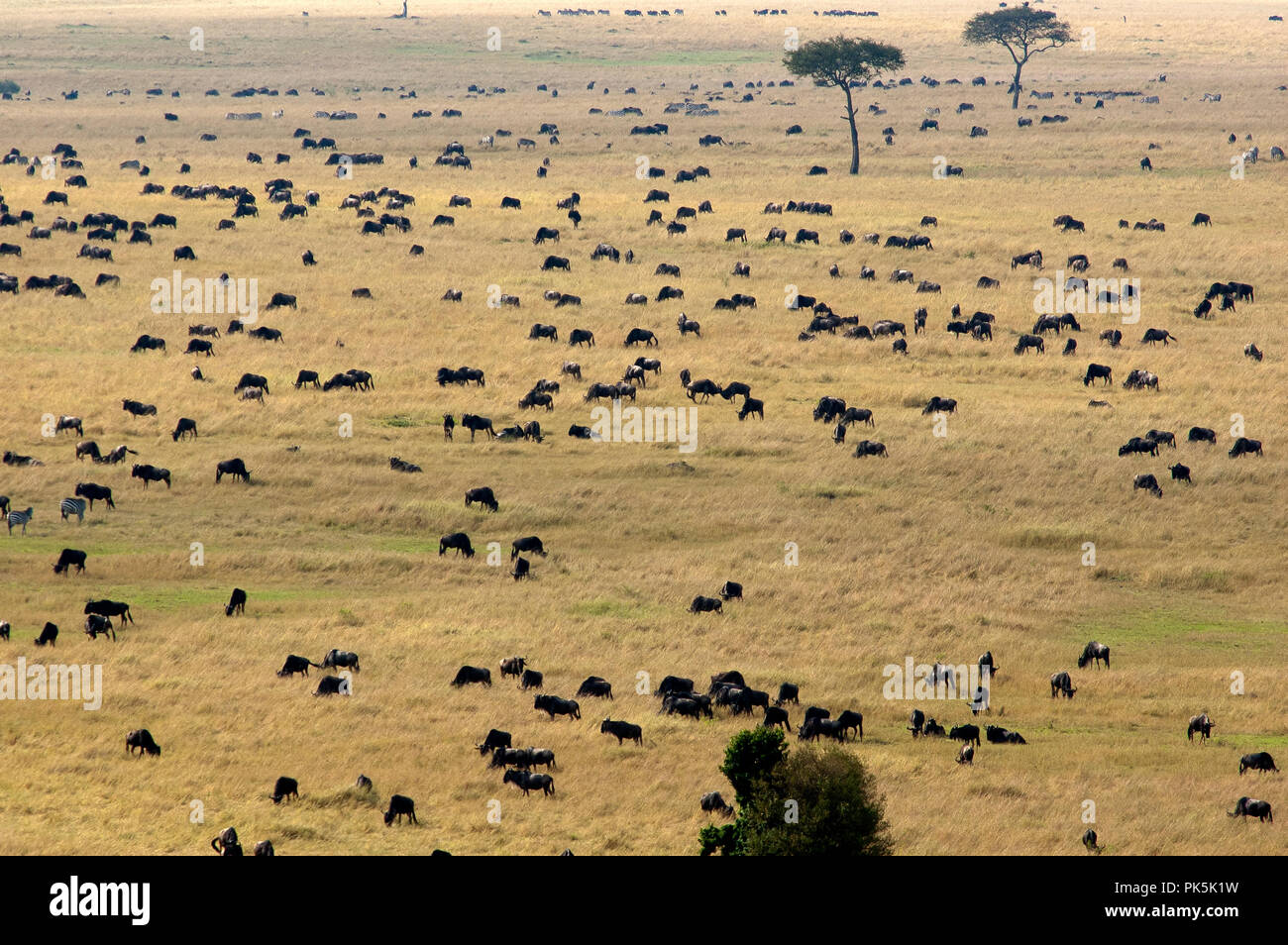 Gnu il riempimento di Mara plains durante la migrazione di GNU, il Masai Mara riserva nazionale, Kenya Foto Stock