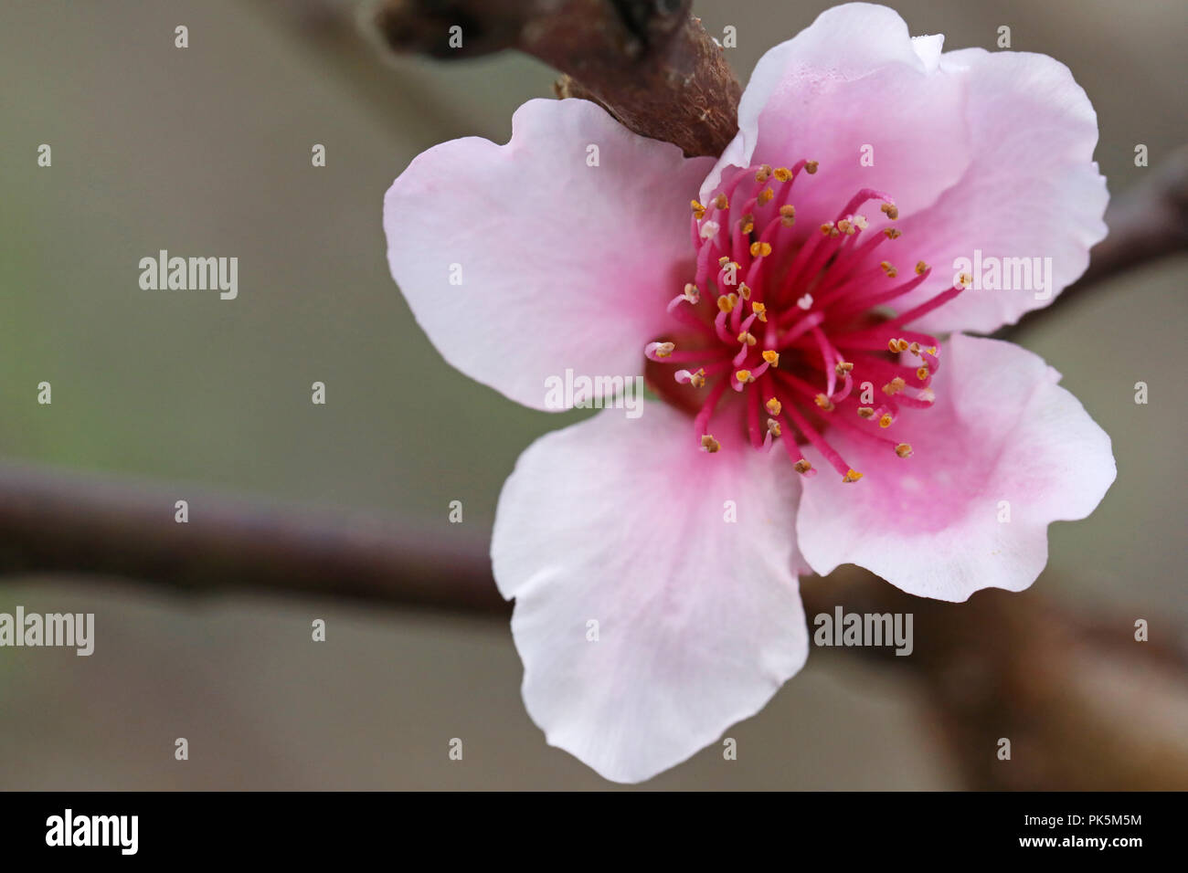 Macro close up di una nuova stagione primavera peach blossom. bella rosa delicato morbidi petali di fiori e. cambio di stagione, fertilità stagioni concetto con f Foto Stock