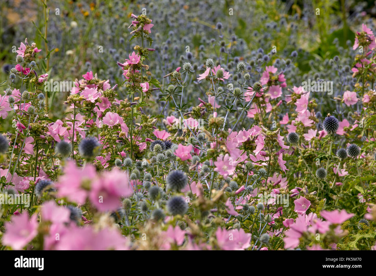 Merton frontiere, Oxford Botanic Garden, scientificamente progettato visivamente eccezionale display di fiori selvaggi. Ecologicamente sostenibili piante cresciute da semi. Foto Stock
