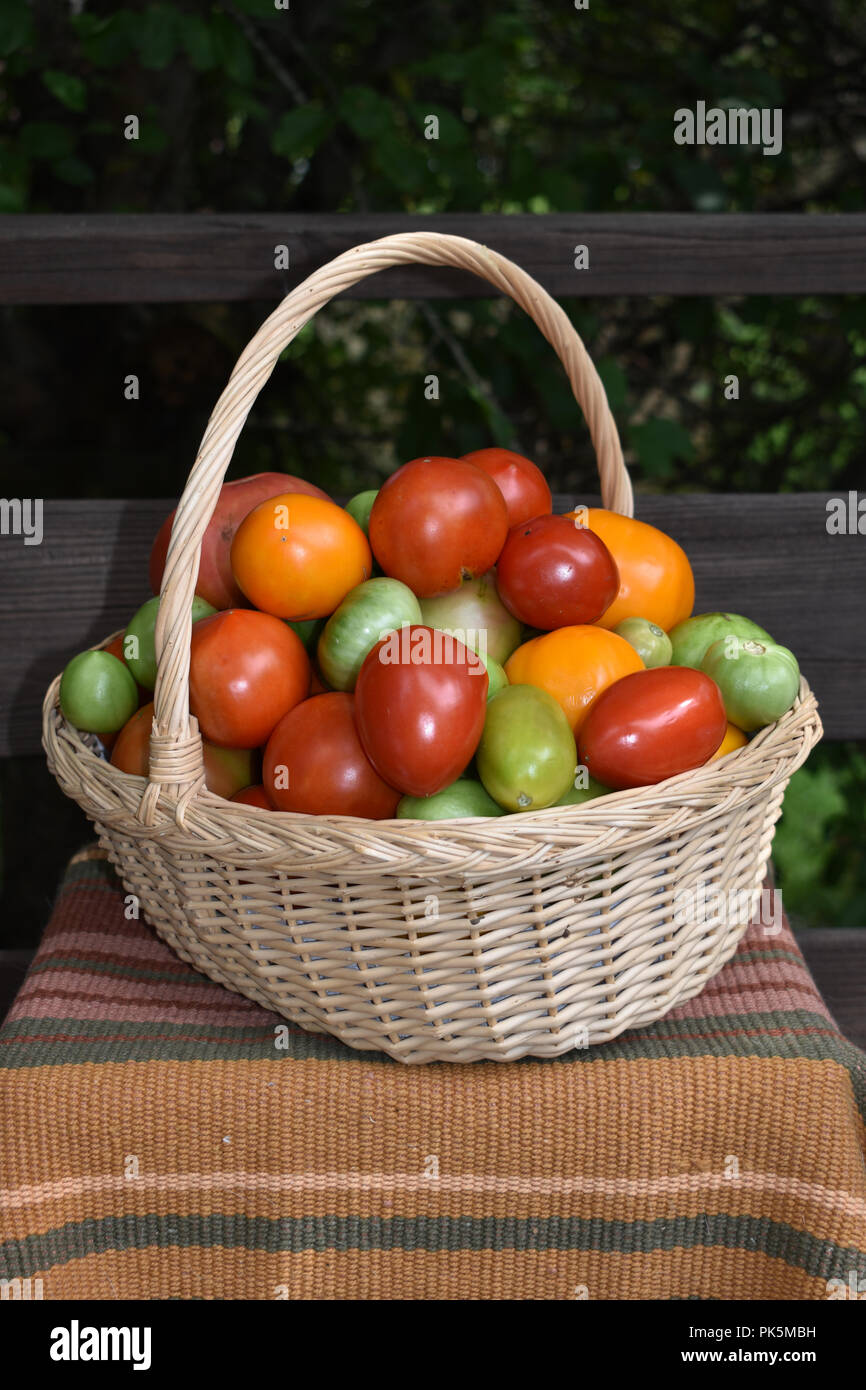 Un cestello di rosso, giallo e verde e pomodori. Foto Stock