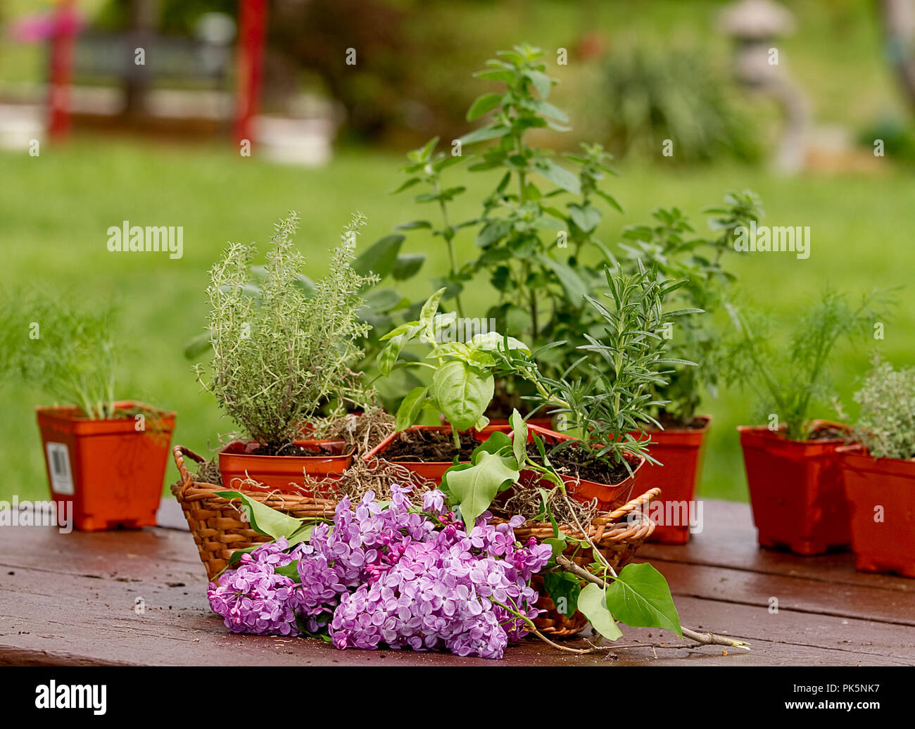 Le immagini dei preparati di erbe vegetali seduto sul tavolo da picnic con acqua può in alcune immagini. Foto Stock
