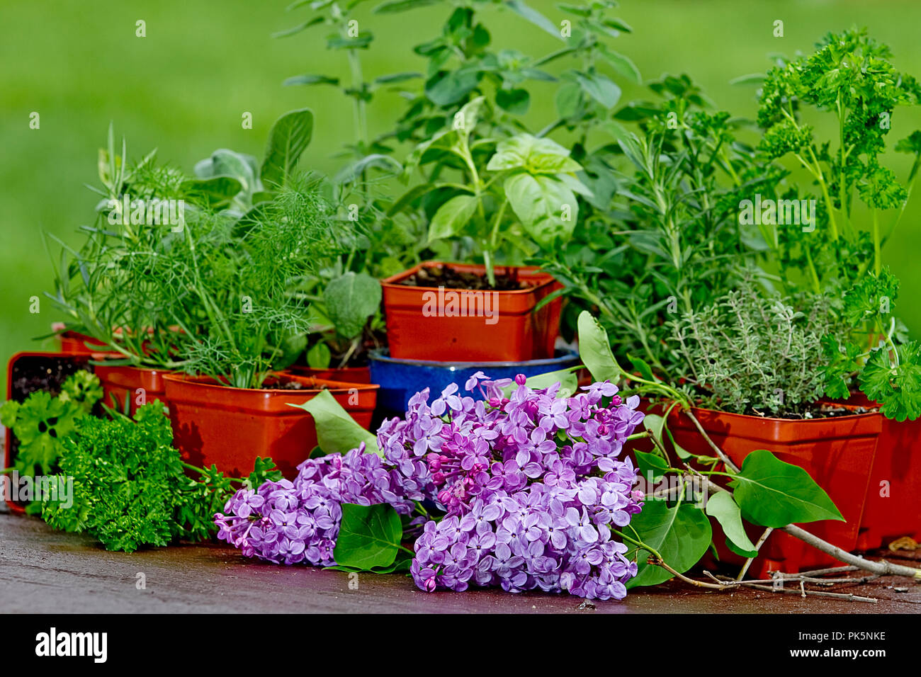 Le immagini dei preparati di erbe vegetali seduto sul tavolo da picnic con acqua può in alcune immagini. Foto Stock
