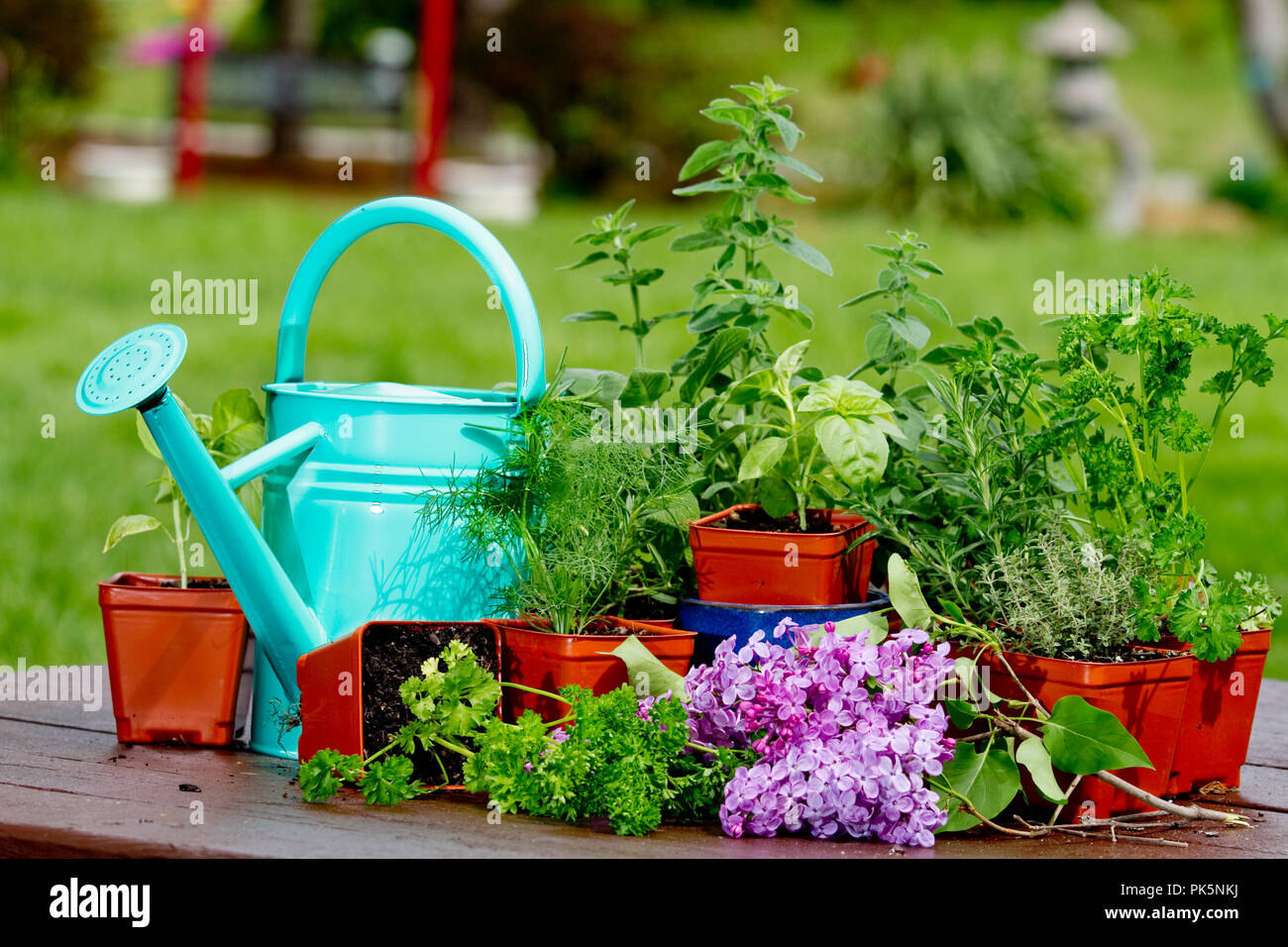 Le immagini dei preparati di erbe vegetali seduto sul tavolo da picnic con acqua può in alcune immagini. Foto Stock