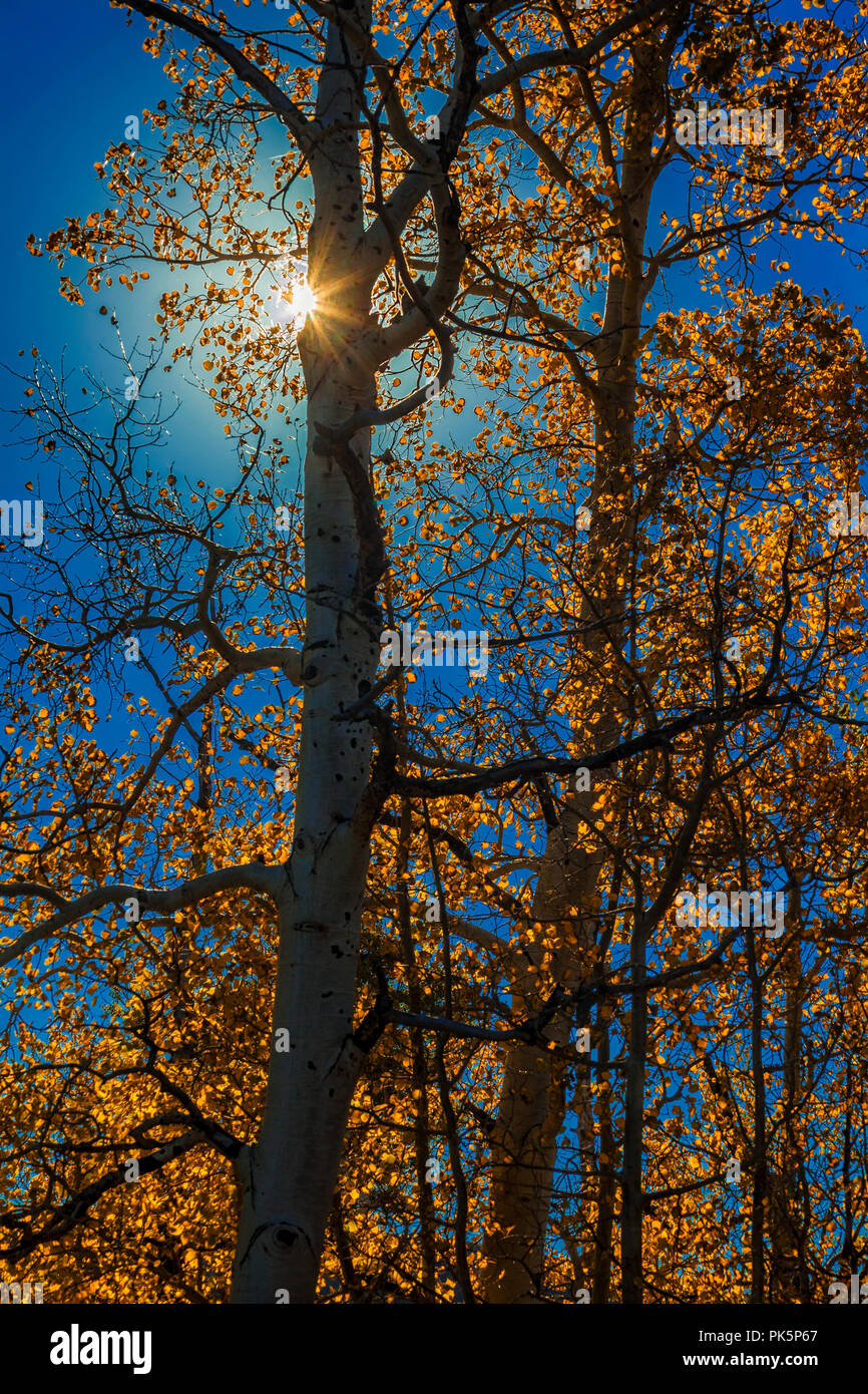 Sunburst attraverso aspens in autunno Foto Stock