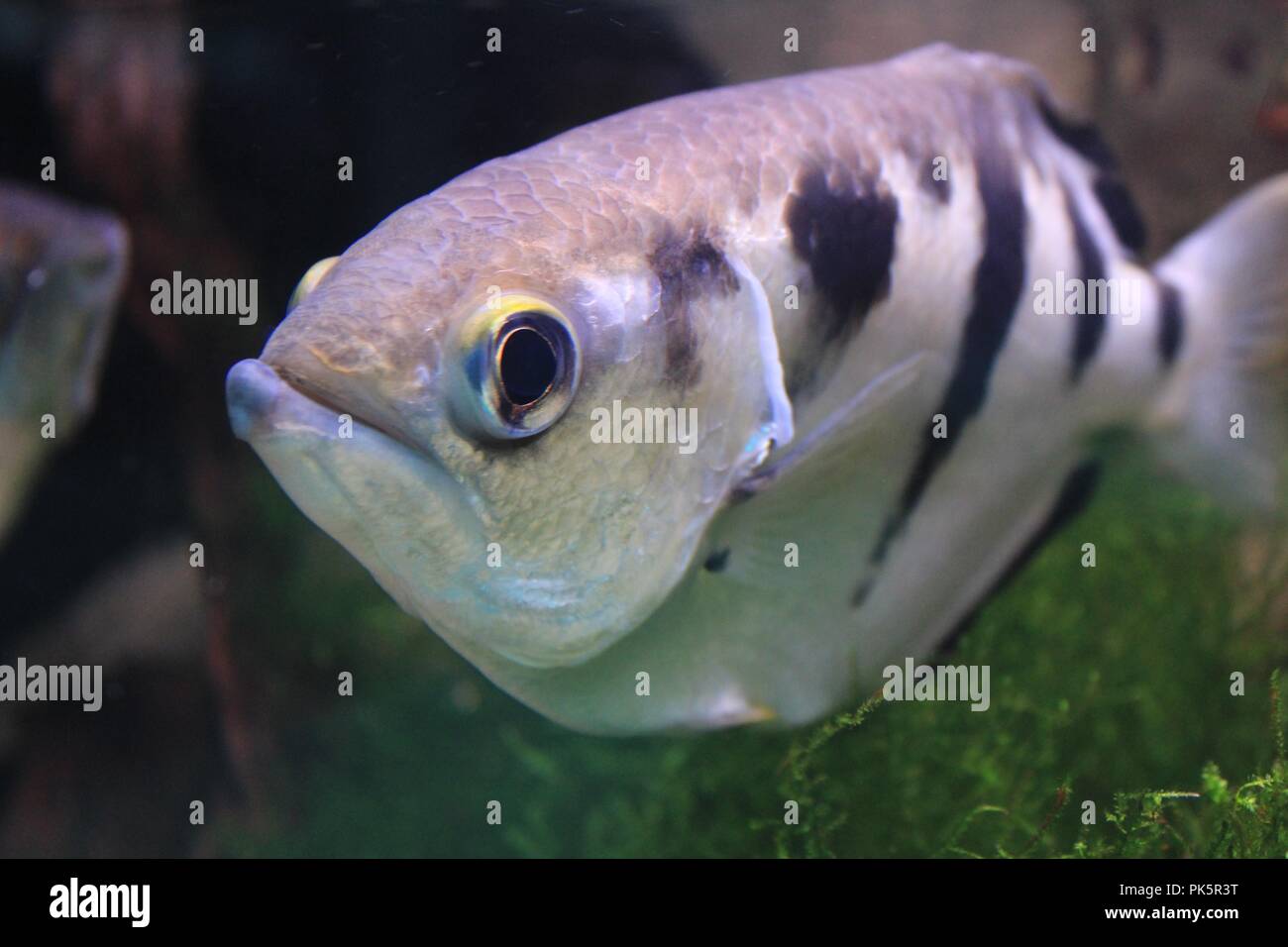 Bello e colorato Toxote pesce in un acquario. Pesce arciere specie Foto  stock - Alamy