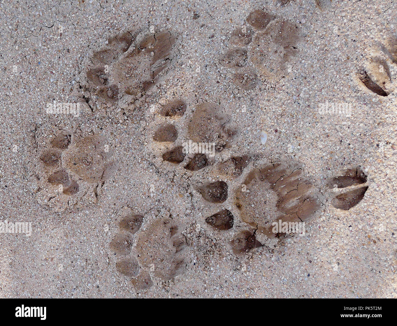 Lion vie super-imporre al di sopra della sommità del impala spoor per mostrare il movimento di animali intorno a camp dopo una pioggia pesante durante la notte. Foto Stock