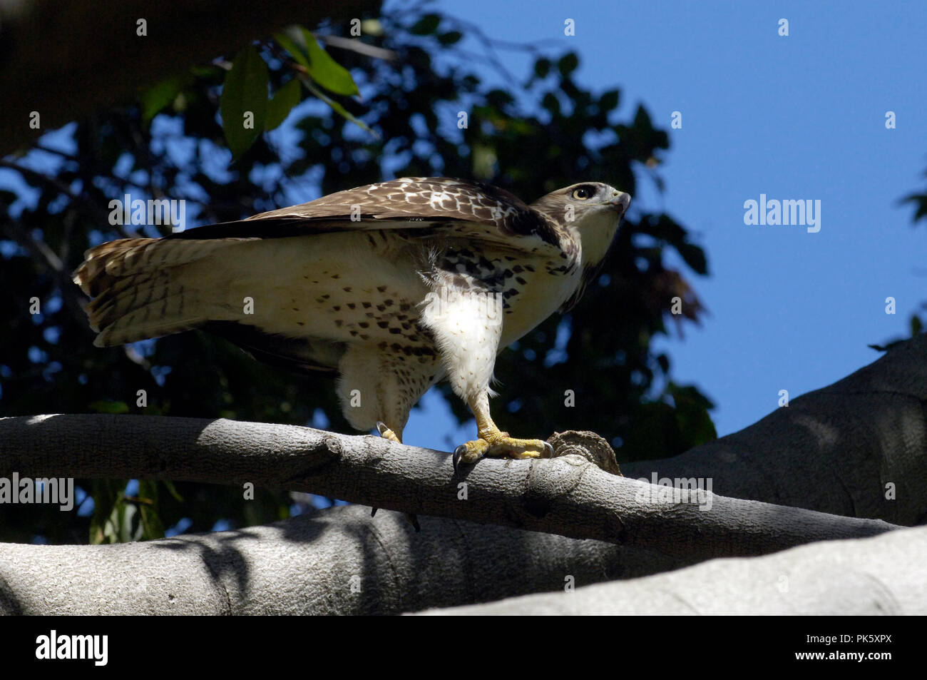 I capretti Red Tailed Hawk :: Buteo jamaicensis Foto Stock