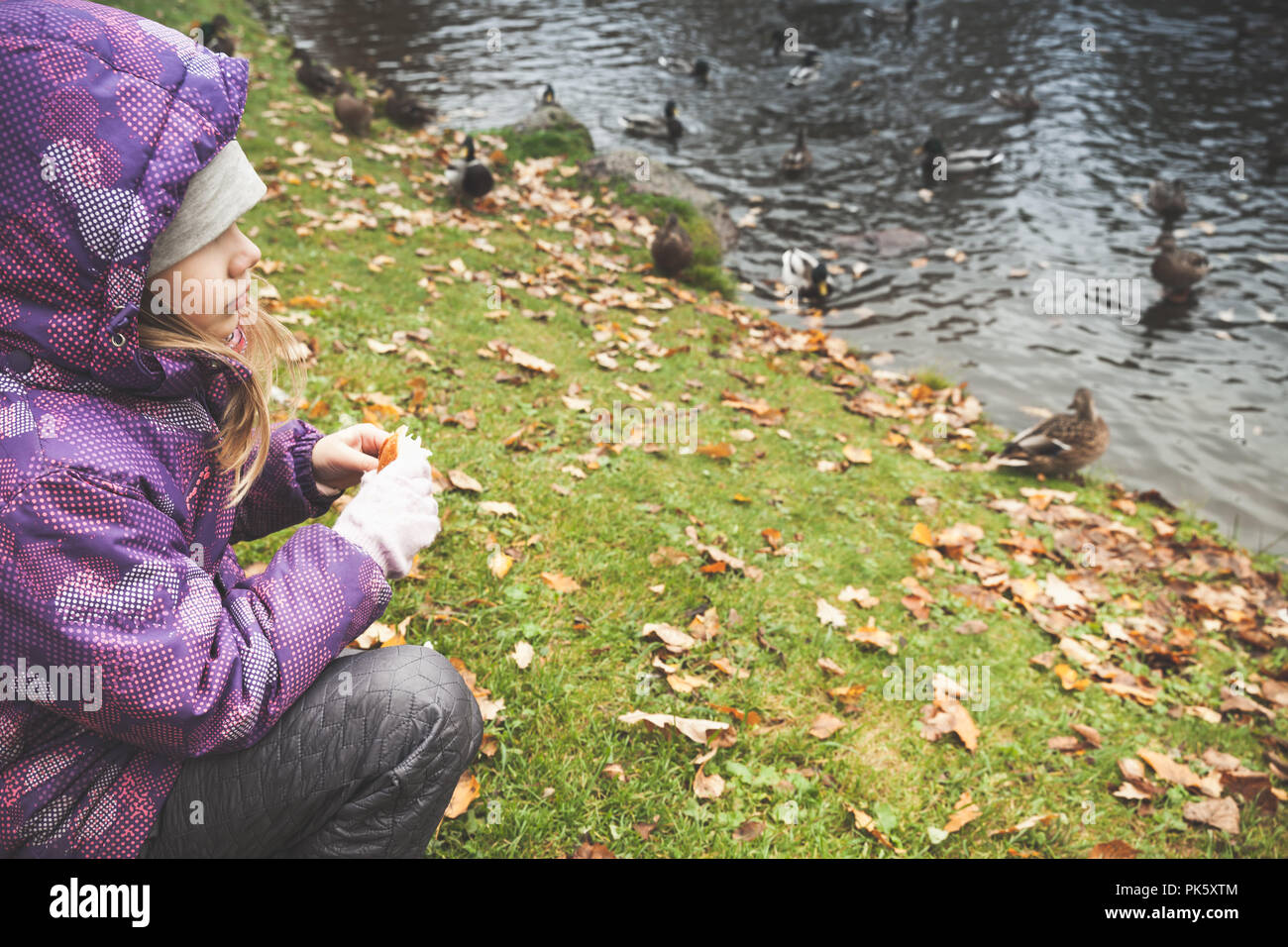 Bambina alimenta le anatre su una costa di stagno in pubblico autunno park, close-up foto Foto Stock