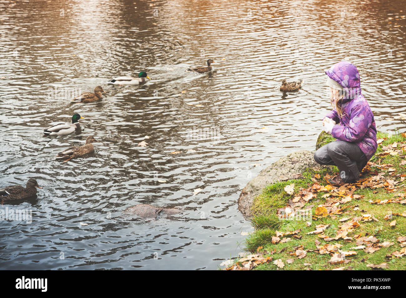 Udienza bambina alimenta le anatre sul lago di costa nel parco di autunno Foto Stock