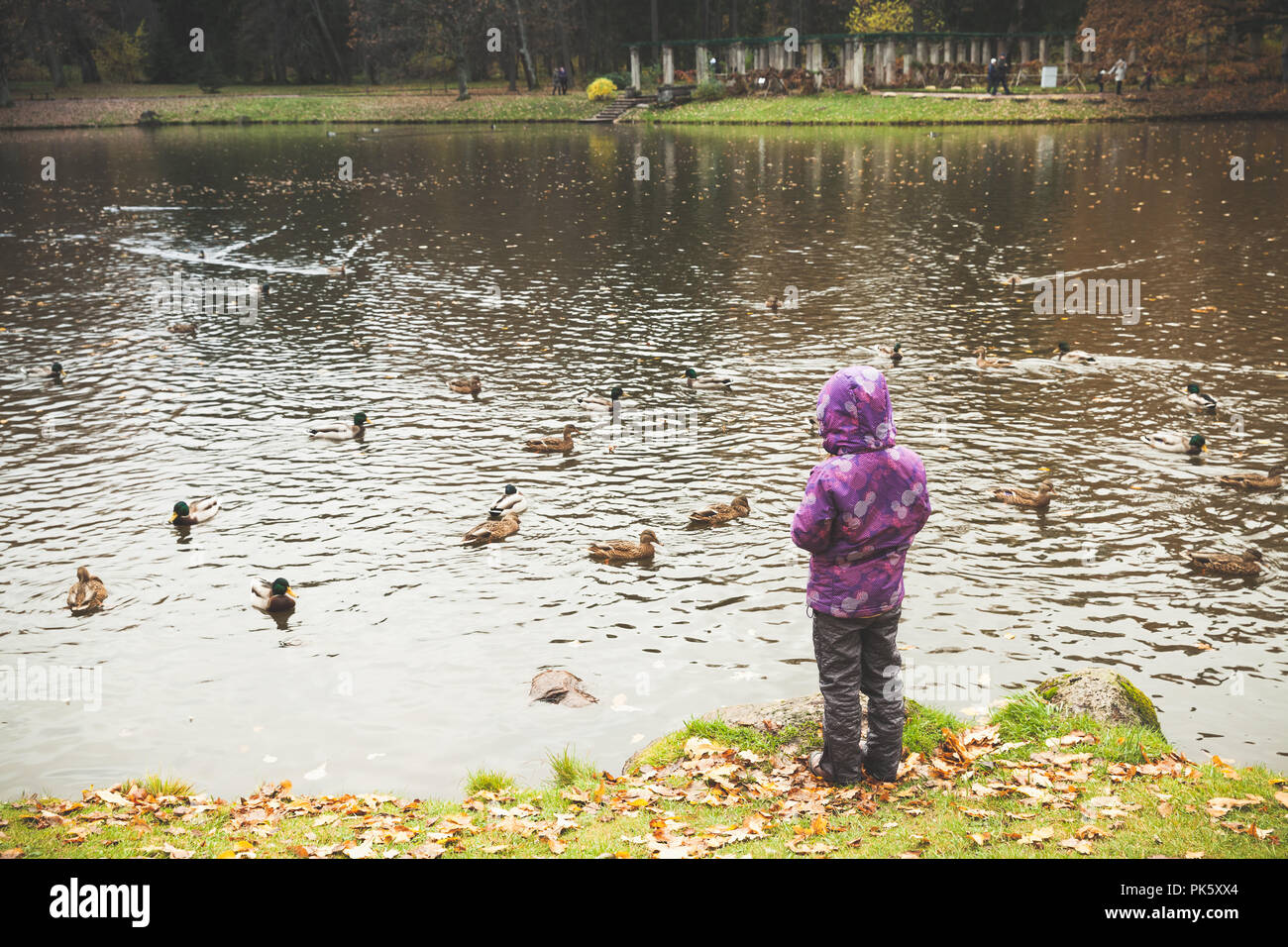 Bambina waterfowls feed su un piccolo lago di costa nel parco di autunno Foto Stock