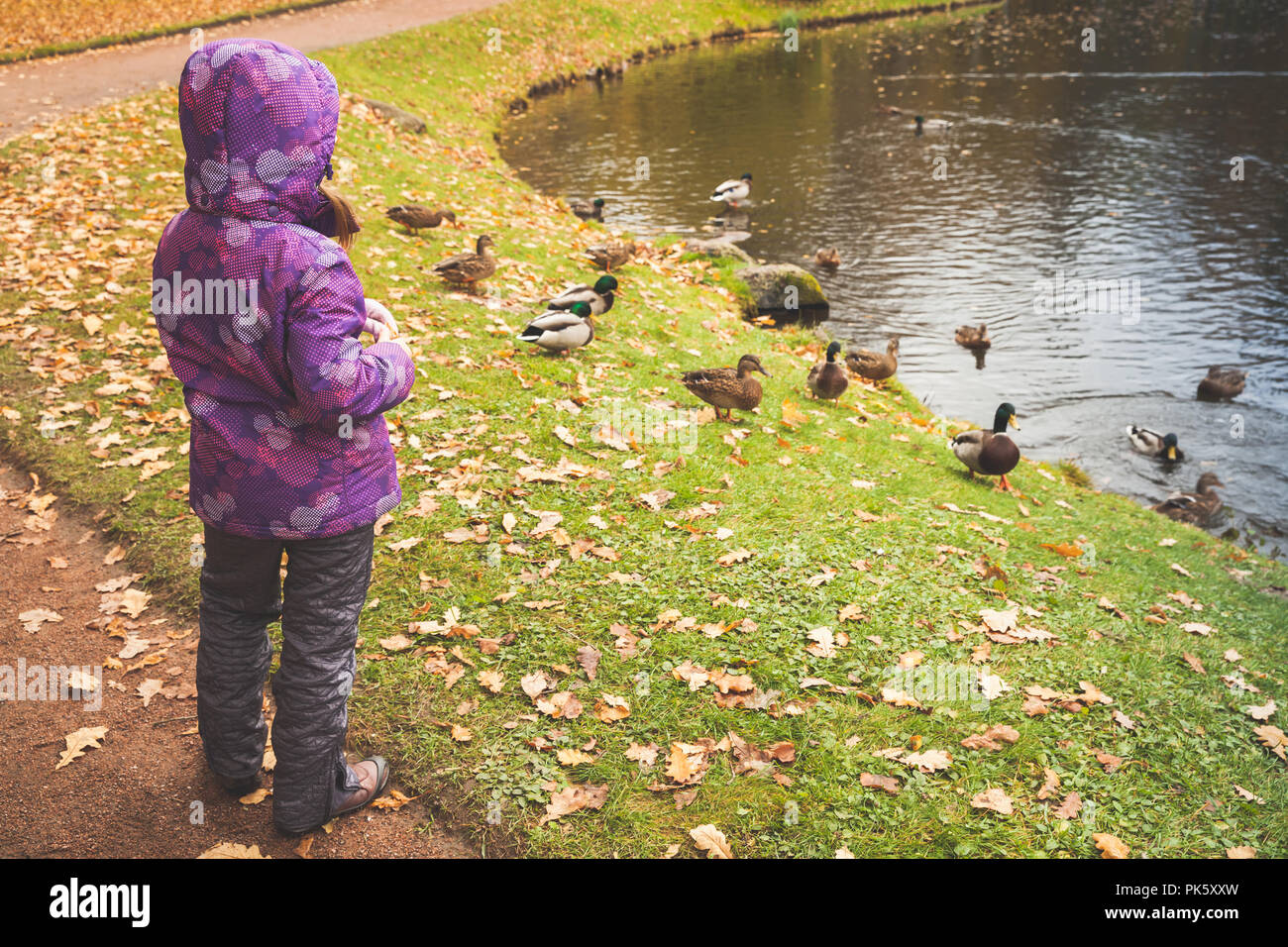 Bambina alimenta le anatre su una costa di stagno in pubblico autunno park Foto Stock