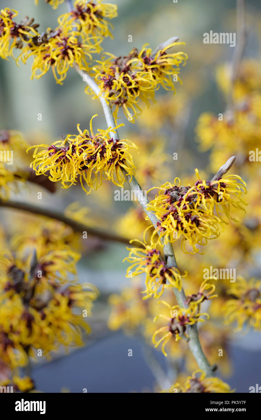 Close-up di fioritura invernale Hamamelis × intermedia 'Harlow Carr', Amamelide 'Harlow Carr' Foto Stock