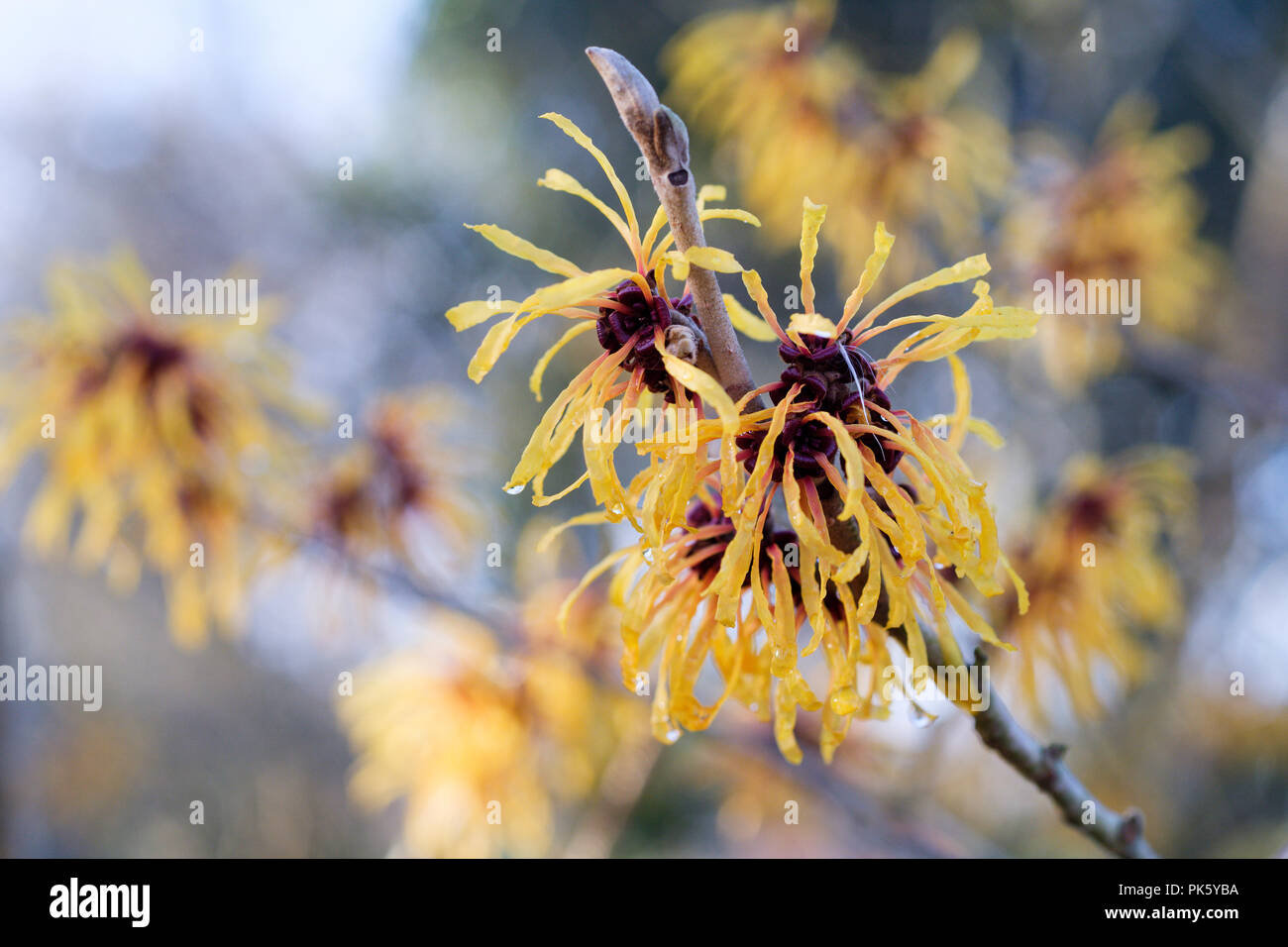 Close-up di amamelide 'Harry', Hamamelis × intermedia 'Harry' fiori nel tardo inverno Foto Stock