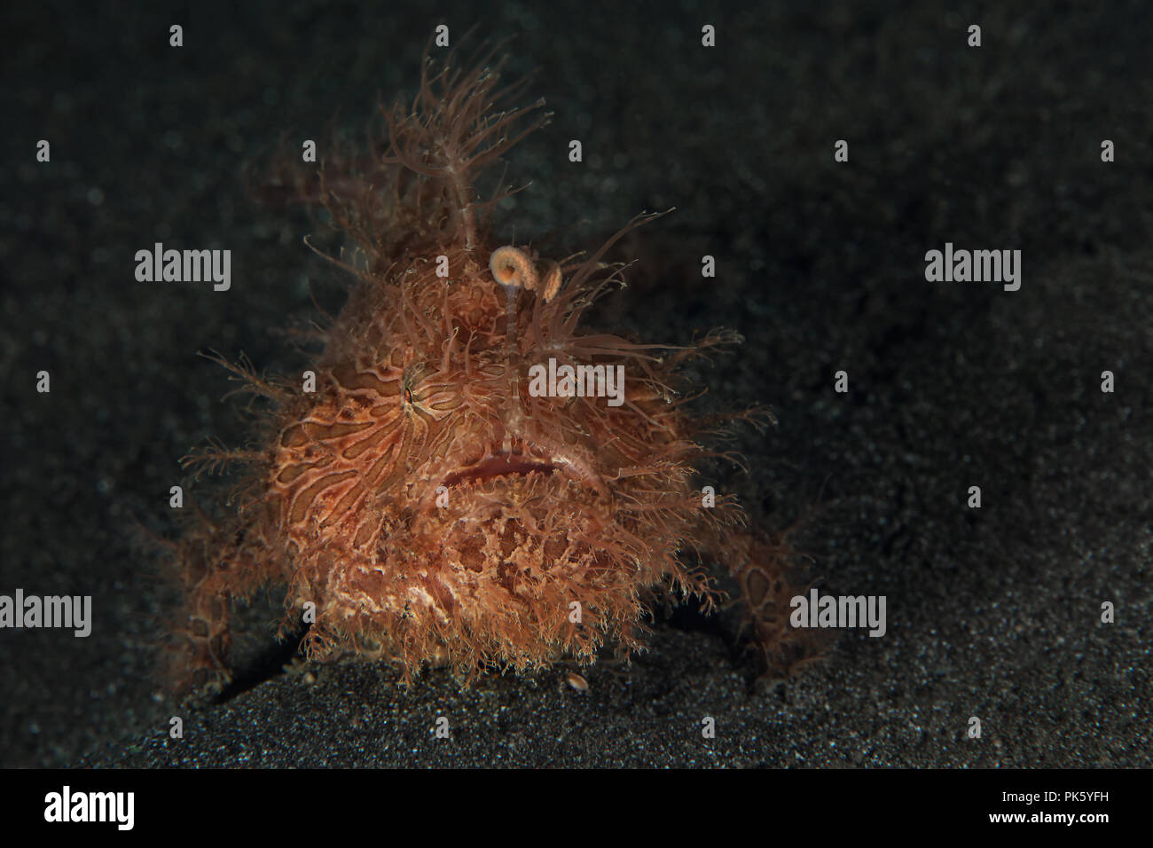 Rana pescatrice Peloso (Antennarius striatus). La foto è stata scattata nello stretto di Lembeh, Indonesia Foto Stock