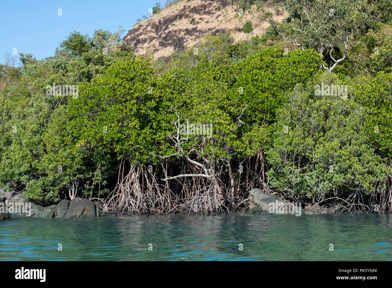 Australia, Western Australia Kimberley Costa, Hunter River, Porosus Creek. Rosso habitat di mangrovie (Rhizophora mangle) Foto Stock