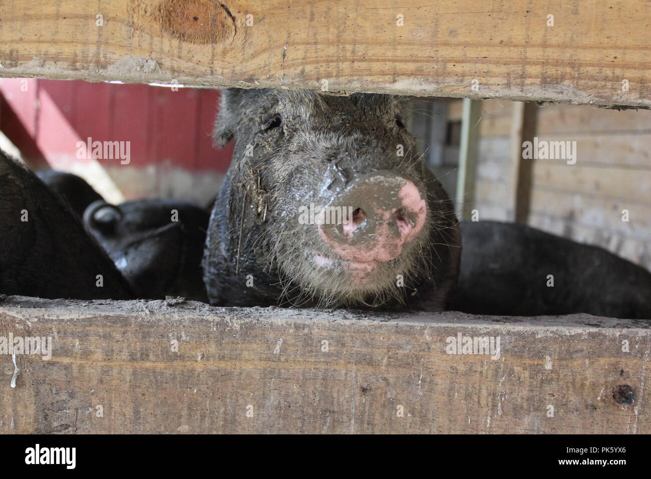 Super cute suino domestico appendere fuori del maiale di aia di penna. Foto Stock