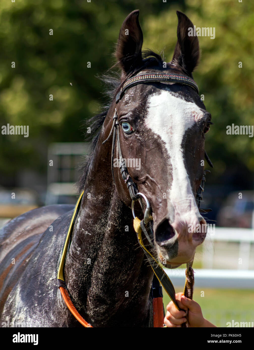 Ritratto di un cavallo Akhal-Teke dopo la gara. Foto Stock