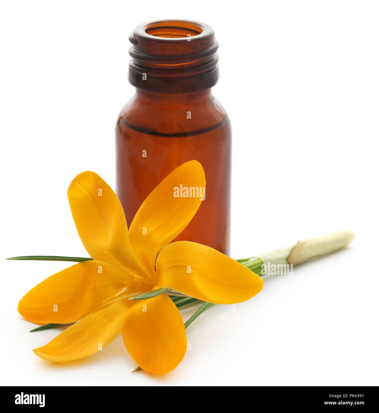 Giallo Crocus o zafferano con olio essenziale su sfondo bianco Foto Stock