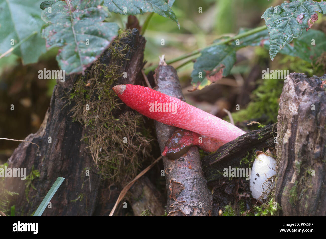 Funghi (Mutinus ravenelii) su un suolo forestale Foto Stock