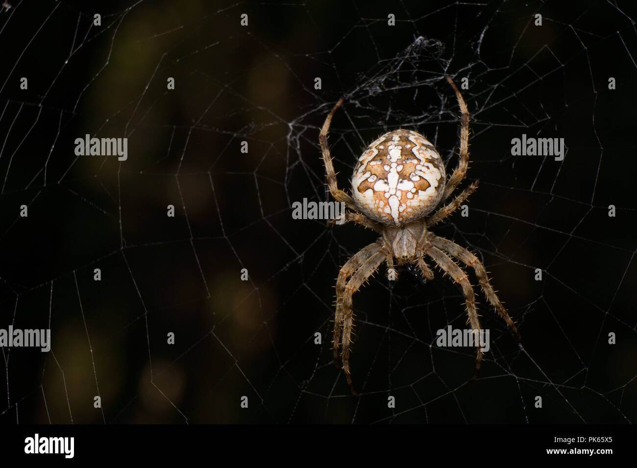 Femmina Araneus Diadematus su sfondo nero Foto Stock