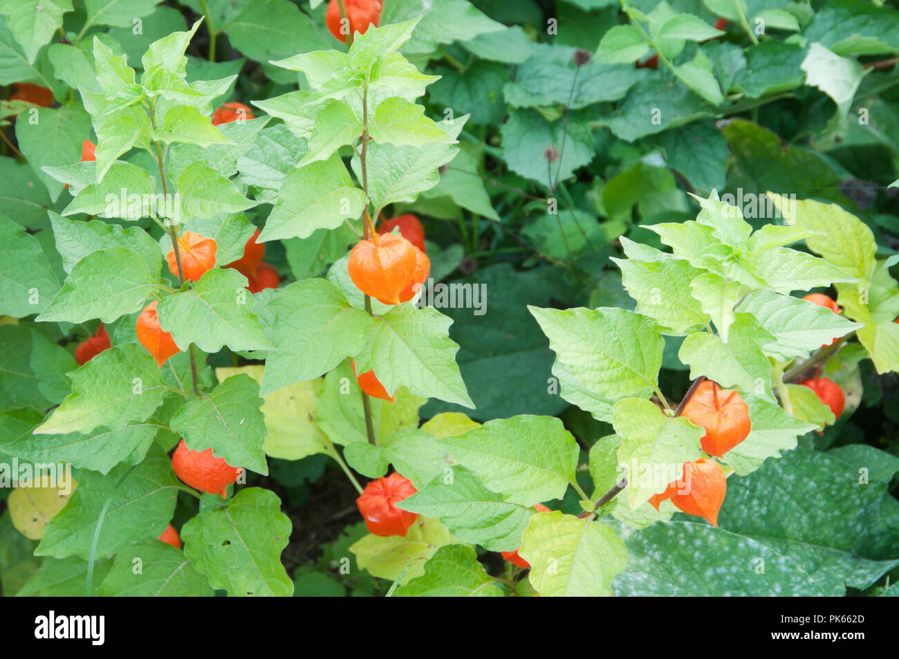 Physalis alkekengi fruttificazione in un autunno giardino, vicino fino Foto Stock