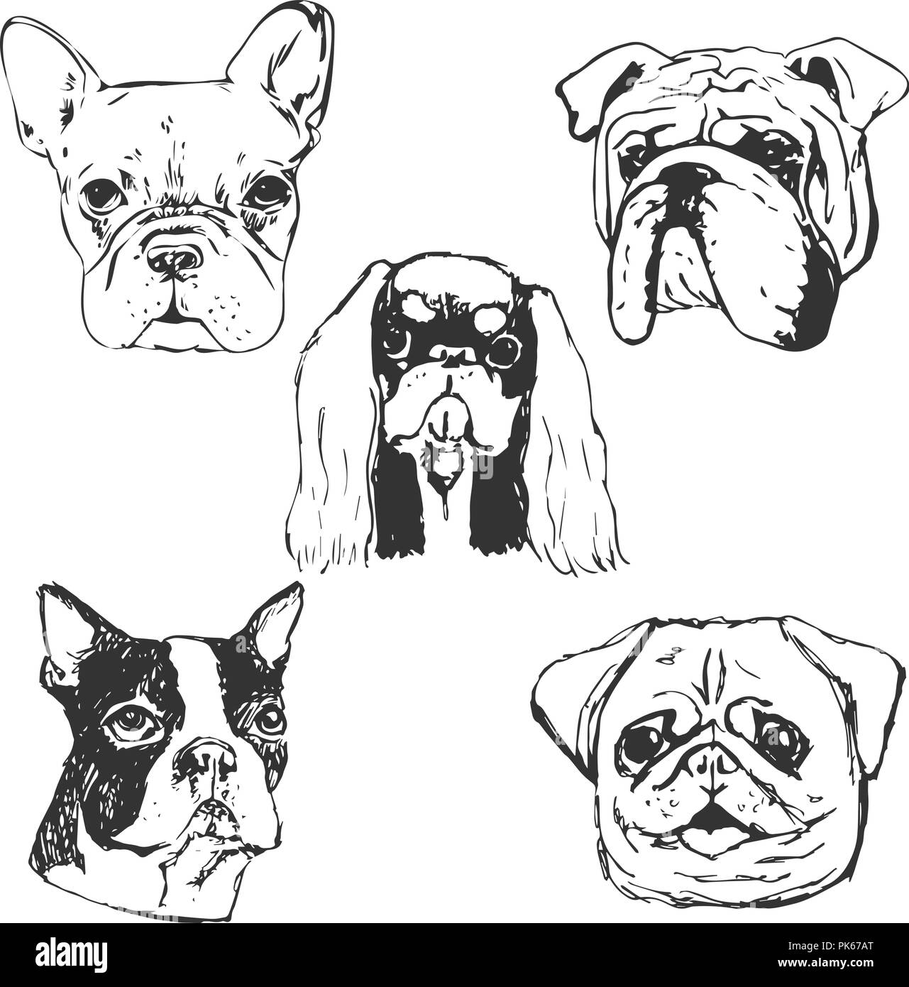 Cane illustrazione vettoriale. Disegnato a mano ritratti cane.schizzo di  riproduttori di razza cani di piccola taglia. T-shirt idea di stampa per  gli amanti del cane. Elementi per cane club logo design Immagine
