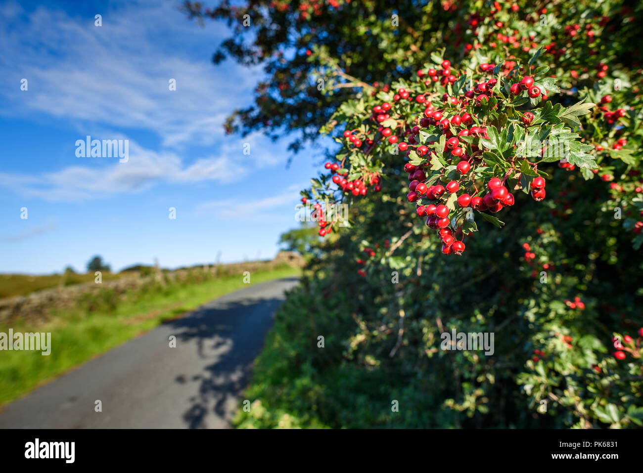 Mature di bacche di biancospino, Crataegus monogyna e foglie in tarda estate, Yorkshire Dales, Inghilterra, Regno Unito. Foto Stock